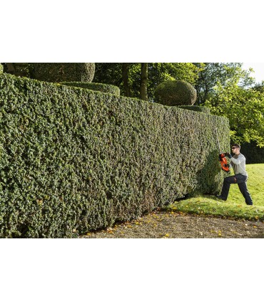 Tagliasiepi a batteria Echo DHC-200