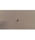 RULLINO PER VALVOLA CARBURATORE NUOVO DECESPUGLIATORE - 005001000